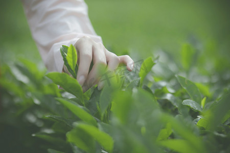 古风栏框摄影照片_采茶的女子下午女子茶园摄影图配图