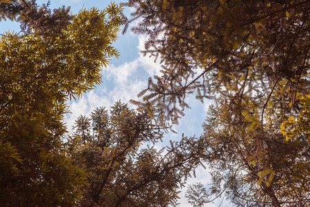 红色大树摄影照片_松树树林下午松树树林无摄影图配图