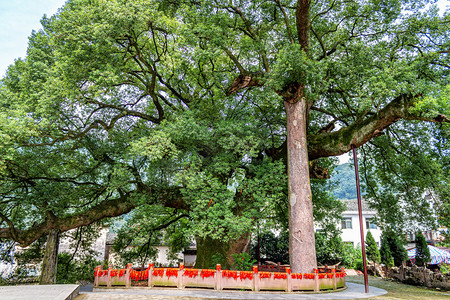 香樟树摄影照片_5A景区午时樟树山区摇动摄影图配图
