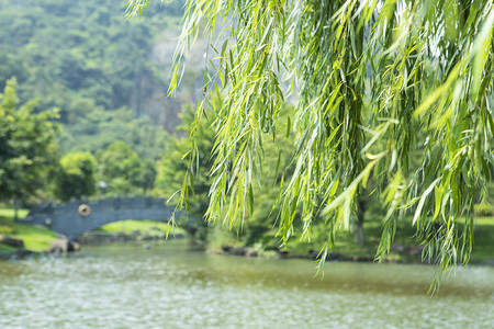 清明芹菜摄影照片_公园柳树下午柳树公园无摄影图配图