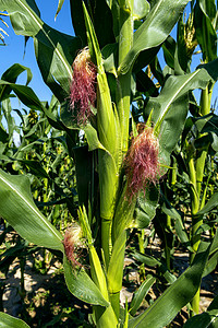 玉米种植上午玉米秋季素材摄影图配图