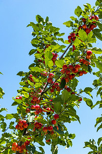 呼和浩特市景摄影照片_果树种植上午果树秋季素材摄影图配图