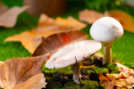 蘑菇白天草地生长蘑菇户外树叶摄影图配图