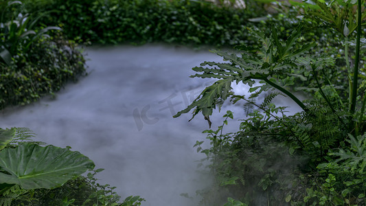 仙境素材摄影照片_植物仙境雾气上午植物室内素材摄影图配图