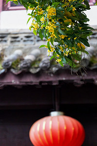 桂花花卉摄影照片_鲜花下午桂花空中摇动摄影图配图