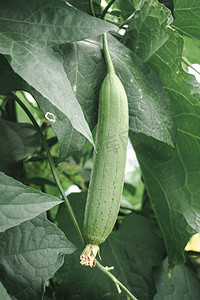 丰收园摄影照片_绿色农家蔬菜园营养丝瓜摄影图配图