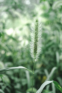 毛茸茸的绿色植被狗尾草植物摄影图配图