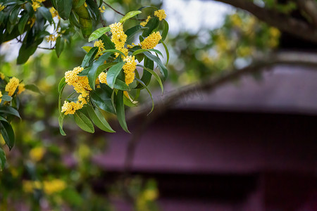 黄色花卉摄影照片_鲜花午后桂花空中摇动摄影图配图