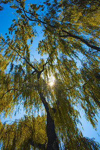 柳树风景摄影照片_公园中午柳树晴天阳光摄影图配图