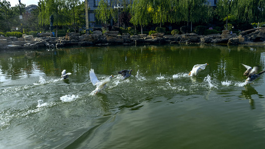 动物湖水荡漾上午动物秋季素材摄影图配图