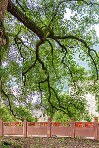 香樟树摄影照片_5A景区午后香樟树山区摇动摄影图配图
