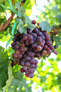 葡萄种植上午葡萄室外素材摄影图配图