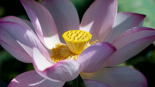 光影下的莲花秋日藕花莲池粉花摄影图配图