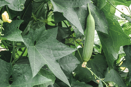 秋季预防感染病摄影照片_农家菜园健康蔬菜丝瓜摄影图配图