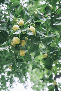 大枣果实摄影照片_秋季果园青枣枣树植物摄影图配图