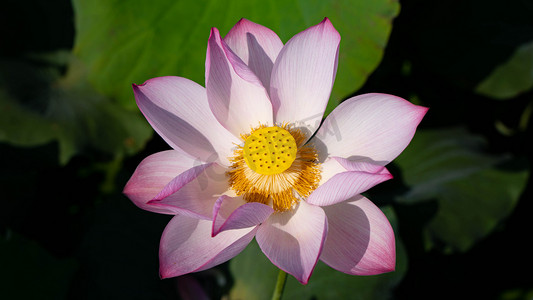 盛开的莲花秋日荷花池塘开粉红色花摄影图配图