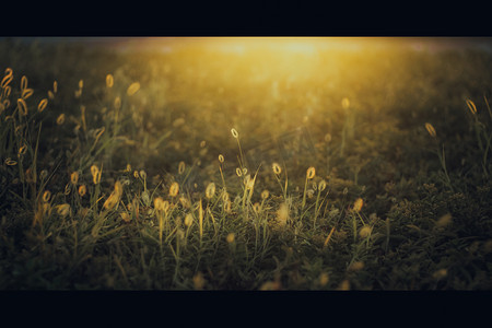 夕阳照射摄影照片_夕阳逆光植物视图夕阳草室外静物摄影图配图