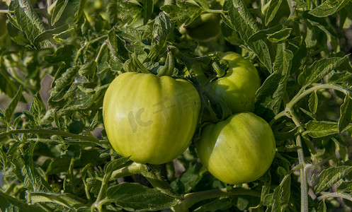 西红柿上午西红柿秋季素材摄影图配图