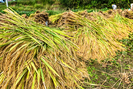秋天稻子收割平铺在地上的稻子上午无人户外无摄影图配图