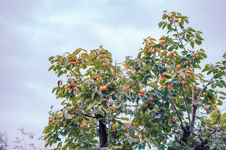 秋天柿子树摄影照片_秋天果树白昼柿子树户外拍摄摄影图配图