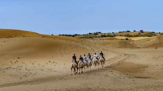 沙漠驼队出行上午驼队秋季素材摄影图配图