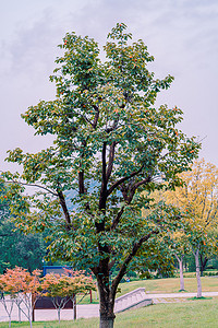 阴天摄影照片_秋天果树白昼一棵柿子树户外拍摄摄影图配图