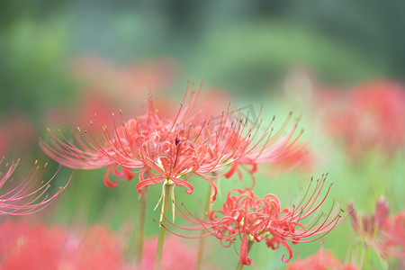 夏秋摄影照片_植物园下午红色花卉草地上安静摄影图配图