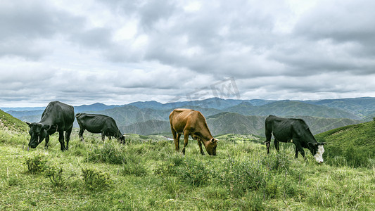 放牛老头摄影照片_蛮汗山牧场上午牛夏季素材摄影图配图