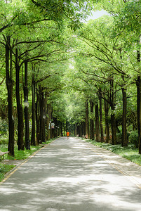 城市绿化公园林荫道路摄影图配图