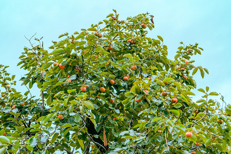 秋天自然风光白昼柿子树户外拍摄摄影图配图
