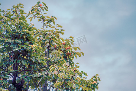 柿子树摄影摄影照片_秋天果树风光白昼柿子树户外拍摄摄影图配图