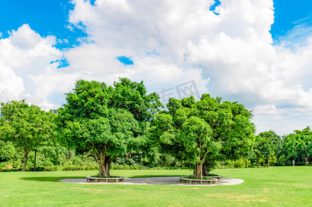 城市绿化广阔草地树木大树摄影图配图