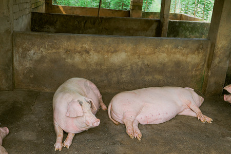 猪摄影照片_猪圈白天猪猪棚里吃喝摄影图配图