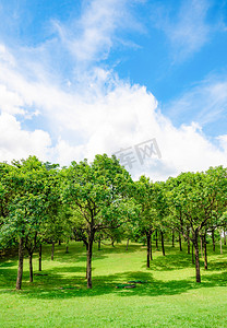 城市摄影照片_树木草地蓝天白云风景摄影图配图