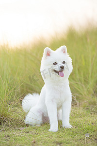 狗狗宠物博美犬白毛户外摄影图配图