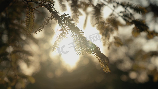 唯美糖果色摄影照片_唯美阳光穿过水杉树叶自然光影