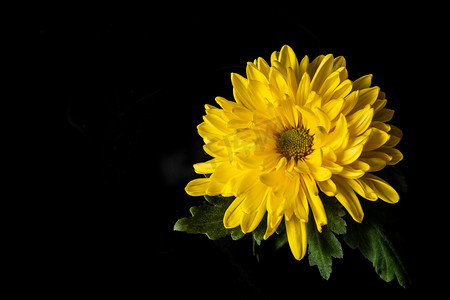 重阳背景摄影照片_静物白天盛开的菊花黑色背景绽放摄影图配图