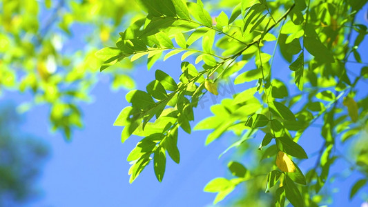唯美夏日阳光下的绿色植物