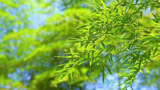 夏日清凉主图摄影照片_唯美夏日飘动的竹子竹叶