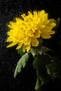 黄黑色背景摄影照片_静物白天一朵菊花黑色背景绽放摄影图配图