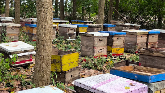 饲养蜜蜂采蜜蜂蜜