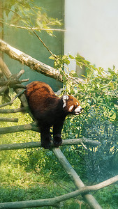 世界动物摄影照片_动物世界下午一只小熊猫动物园爬树摄影图配图