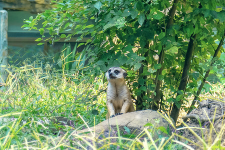 观察动物摄影照片_动物世界白天一只狐獴动物园观察侦探摄影图配图