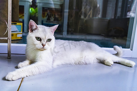 动物白天银渐层猫猫咖撸猫摄影图配图