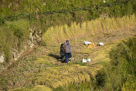 打稻谷摄影照片_田里打稻谷的人下午农民农村无摄影图配图