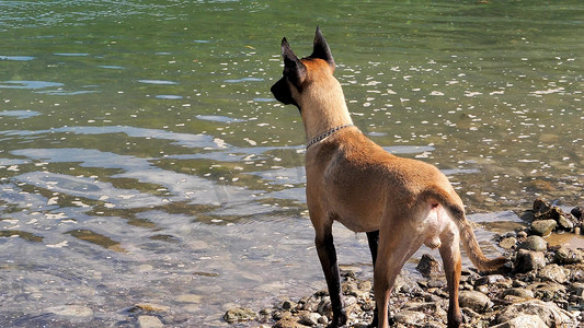 河滩涉水摄影照片_宠物狗河滩上奔跑河水中捉球