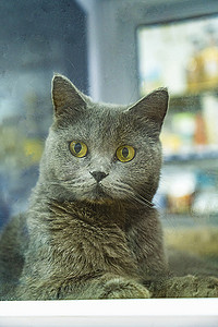 英短蓝猫摄影照片_动物白天英短蓝猫猫咖撸猫摄影图配图