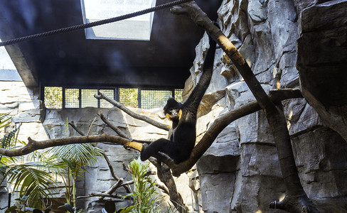 亲摄影照片_秋天国亲节下午一只长臂猿动物园里攀绳摄影图配图