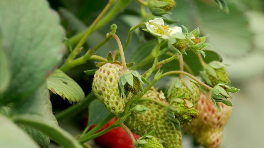 农业大棚里的水果草莓