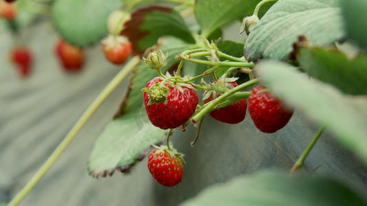 种植水果摄影照片_农业大棚里的水果草莓